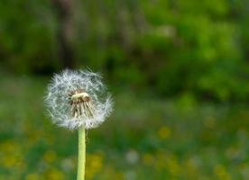 Single white fluffy dandelion in spring in cloudy weather. Macro background with bokeh photo