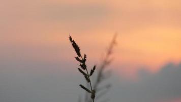 silhouette of weeds on sunset background photo