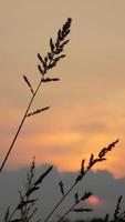 silhouette of weeds on sunset background photo