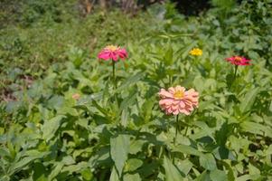 plants and flowers that grow in the garden photo