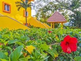 Red beautiful hibiscus flower shrub tree plant in Mexico. photo