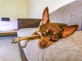 Russian toy terrier dog portrait while tired and sleeps Mexico. photo