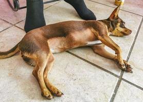 retrato de perro terrier de juguete ruso mientras está cansado y duerme méxico. foto