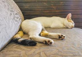 White cat is tired cleaning himself sleeping on sofa couch. photo