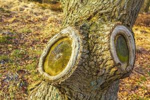 árbol de rama de madera aserrado del tronco en suelo caducifolio del bosque. foto