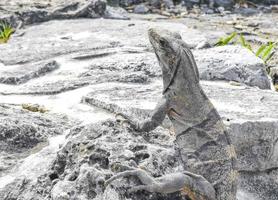 Iguana on rock Tulum ruins Mayan site temple pyramids Mexico. photo