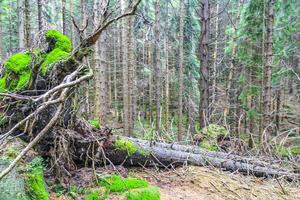 Dying silver forest dead spruces trees Brocken mountain Harz Germany photo