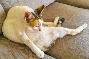 White cat is tired cleaning himself sleeping on sofa couch. photo