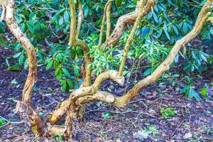 Natural panorama view lake pathway green plants trees forest Germany. photo