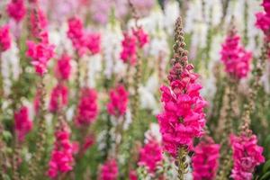 flor antirrhinum majus. foto