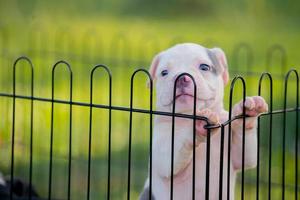 White pitbull puppy in a cage. photo