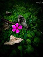 hermosas flores moradas en el jardín foto