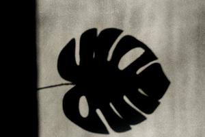 tropical monstera leaf shadow on empty gray wall, black and white photo