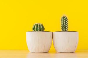 Collection of cacti in white caramic pot on bright yellow background. Sutable cactus for begginers. Domestic gardening. photo