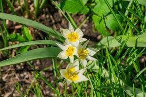 floreciente tulipa bifloriformis en el jardín de primavera. foto