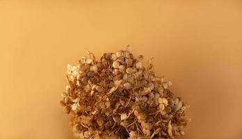 Dried hydrangea flower head on beige background. photo