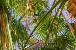 Green palm branches against blue sky. Tropical Summer vacation concept background photo