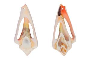 two sides of pendant made of sea shell isolated on white background with clipping path photo