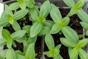 plántulas de flor de zinnia listas para plantar en el suelo. concepto de agricultura y jardinería. foto