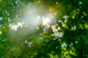 Sun rays through the tree leaves. Abstract bokeg summer background photo