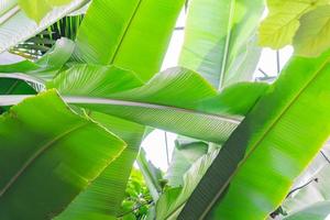 fondo de hojas de plátano. vista inferior de hojas de palmeras tropicales foto