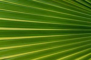 primer plano de hoja de palma tropical. fondo natural. foto