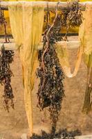 el proceso de deshidratación de algas laminaria japonica foto