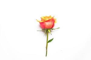 beautiful pink rose on white background. photo