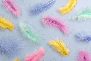 Abstract background with soft multicolored pastel feathers and shadows, Flat lay, copy space. photo