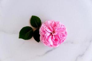 Pink rose at white marble stone table. Top view copy space. Flower background photo