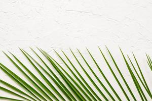 hoja de palma verde tropical sobre fondo de hormigón blanco. endecha plana, vista superior foto