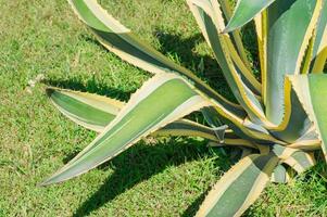 clsoe up de agave americano rayado creciendo al aire libre foto