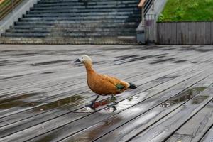 Ruddy shel duck - Tadorna ferruginea. Wild duck with bright red feathers walking on wooden pier in city park. photo