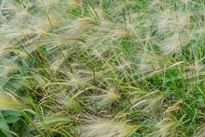 Close up of cereal field in a autumn day photo