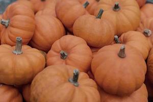 Autumn pumpkin background. Close up of mini pumpkins at farmers market. photo