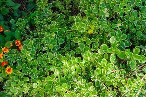 Natural green leves background with blooming orange flowers photo