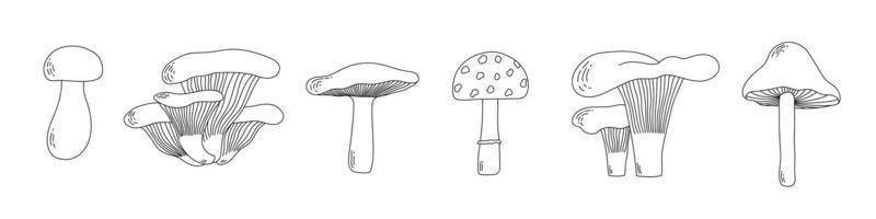 Set of line art doodle mushrooms. Collection of various mushrooms. Isolated vector illustration.