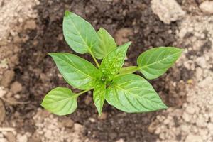 Top view of growing bell pepper on the agricultural field. Ecological farming for healthy living. photo