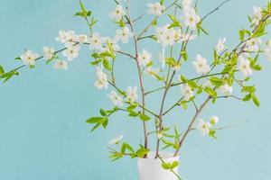 spring bouquet of cherry blooming branches on blue background photo