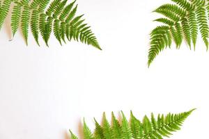 Top view of green tropical fern leaves on white background. Flat lay. Minimal summer concept with fern leaf. Creative bakdrop with copy space photo