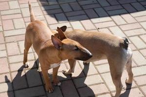 Two dogs playing in the backyard outdoors. Gred miniature bull terrier and french bulldog sniffung each other. photo