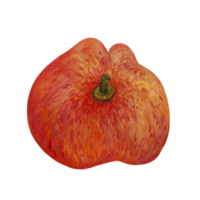 illustration aquarelle de pêche d'été mûre. fruits tropicaux frais dessinés à la main isolés sur fond transparent. douce nectarine du jardin sur une tige. clipart de baies pour impression, affiches, cartes, cosmétiques png