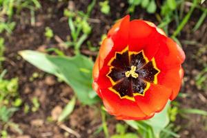 close up of red blooming tulip flower growing in the flower bed photo