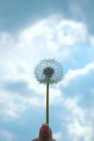 single fluffy dandelion againt summer blue sky background with clouds in female hand. photo