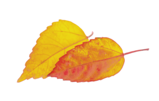 autumn leaf isolated png