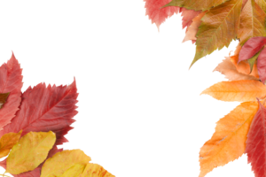 autumn leaf frame png