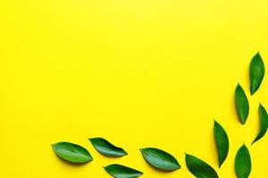 ruskus verde deja el marco de vista superior con espacio de texto. borde verde decorativo. hojas frescas sobre fondo amarillo. follaje exótico, tropical, telón de fondo de la planta de la selva tropical foto
