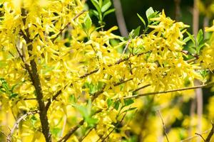 fondo de arbusto de forsythia en flor amarilla, enfoque selectivo foto