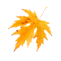 autumn maple leaf png