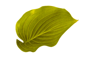 hoja verde aislada sin fondo png